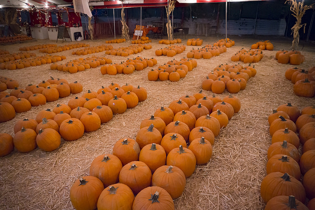 Mr. Jack O' Lanterns Pumpkins (Closed for 2019 season)