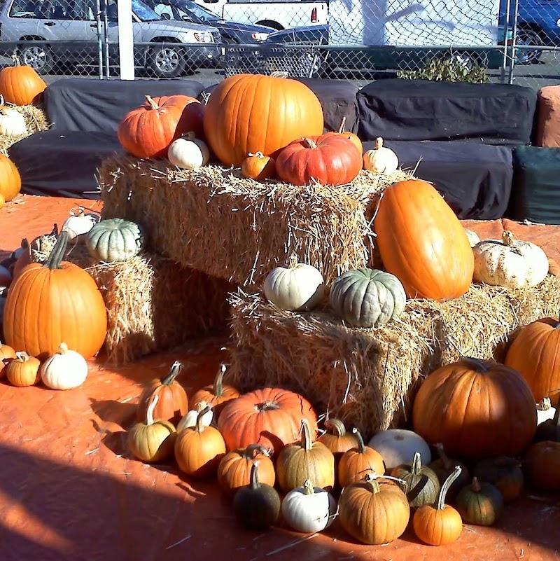 ABC Tree Farms & Pick of the Patch Pumpkins