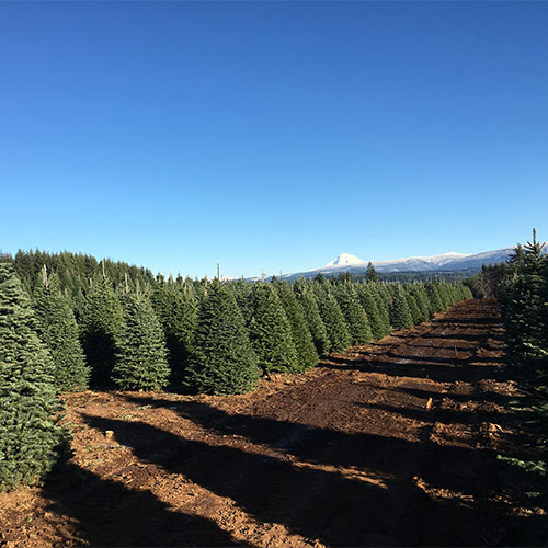 Frosty's Forest Christmas Trees & Pumpkin Patch