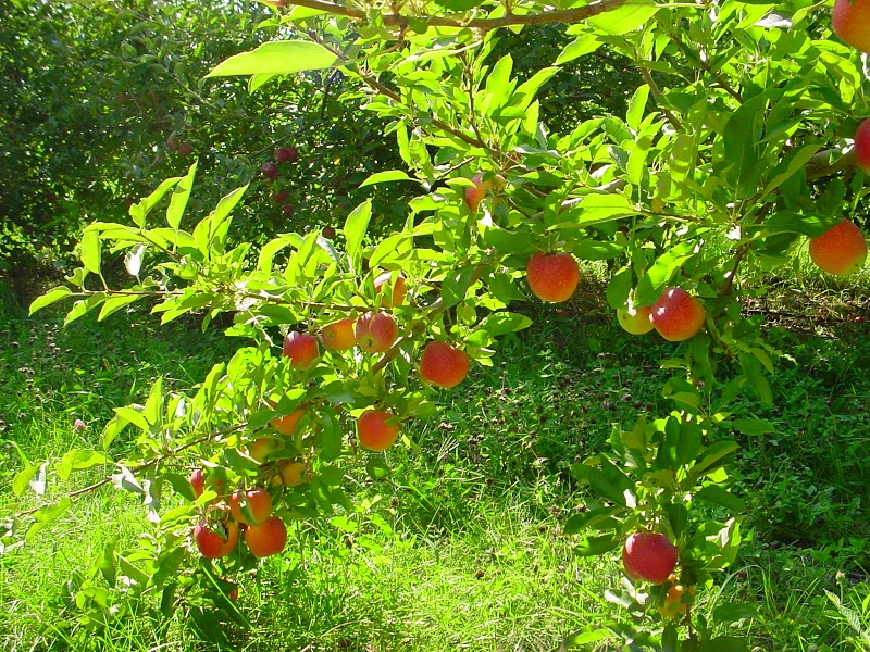 Martin's Hillside Orchard