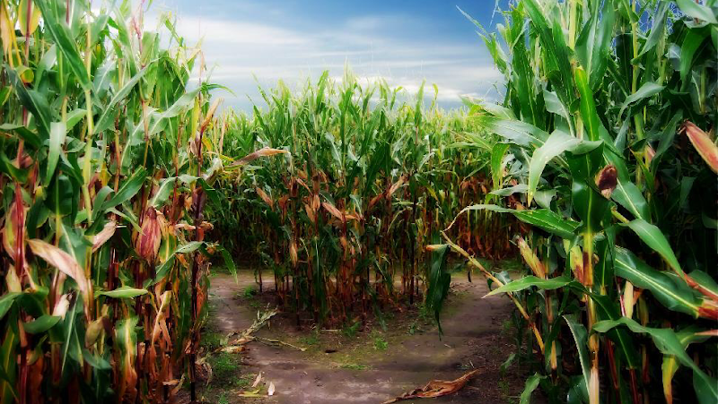 Corn Maze Orlando