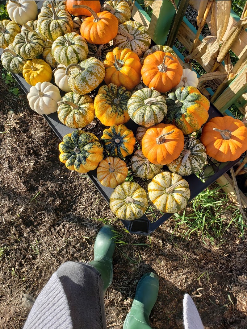 Poppleridge pumpkin patch