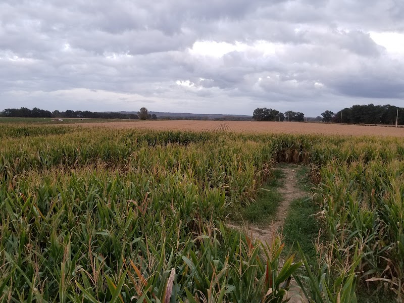 Corn Maze at Lollie