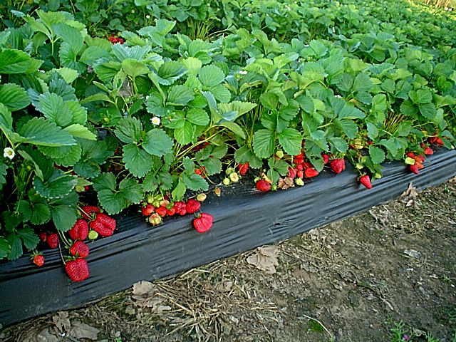 Gurosik's Berry Plantation