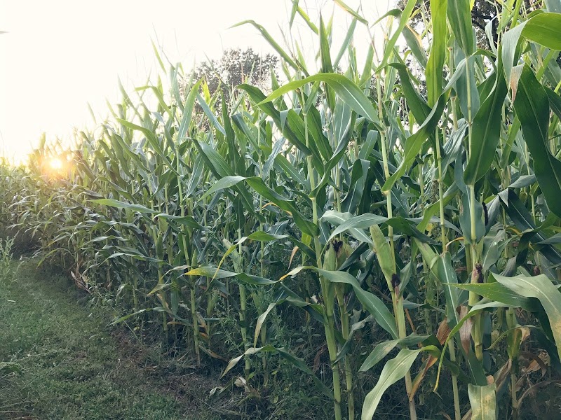 Olin Farm- Corn Maze, Hayrides & Pumpkins