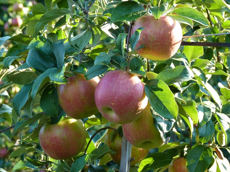 Barden Family Orchard
